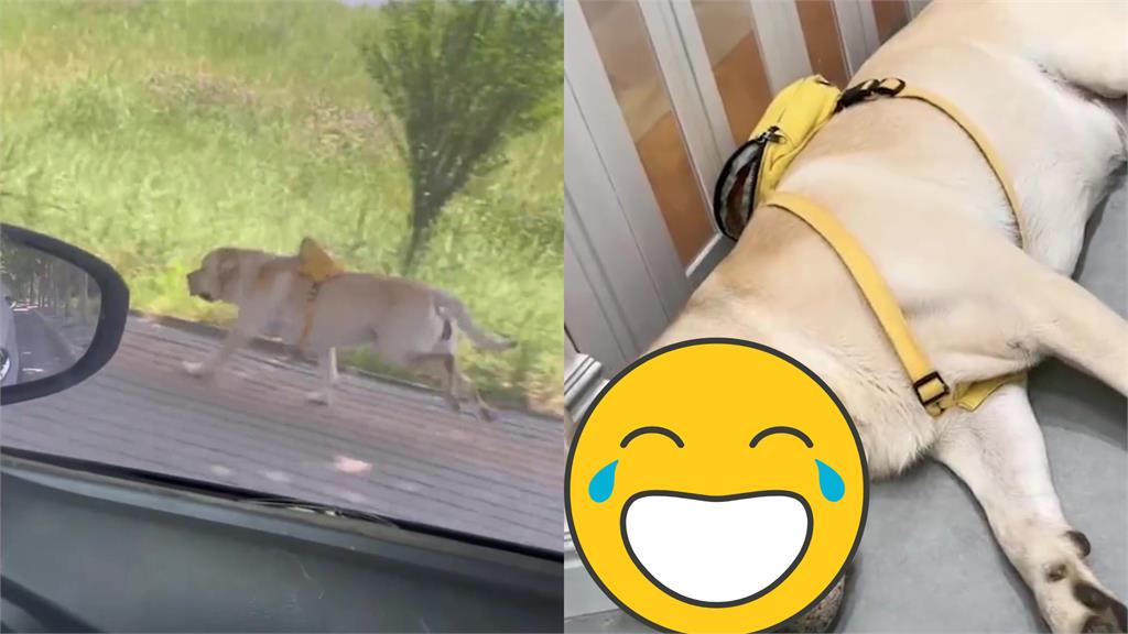 她驚見窗外狗狗猛追車!一看後座嚇壞:自家的?