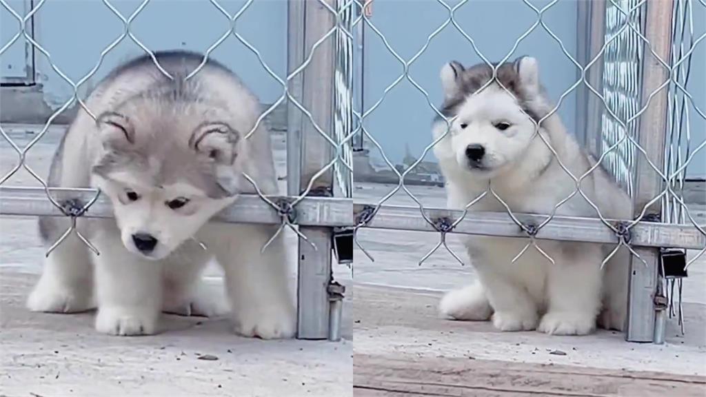 頭過身不過!雪橇傻汪「越獄」低估體型慘卡住