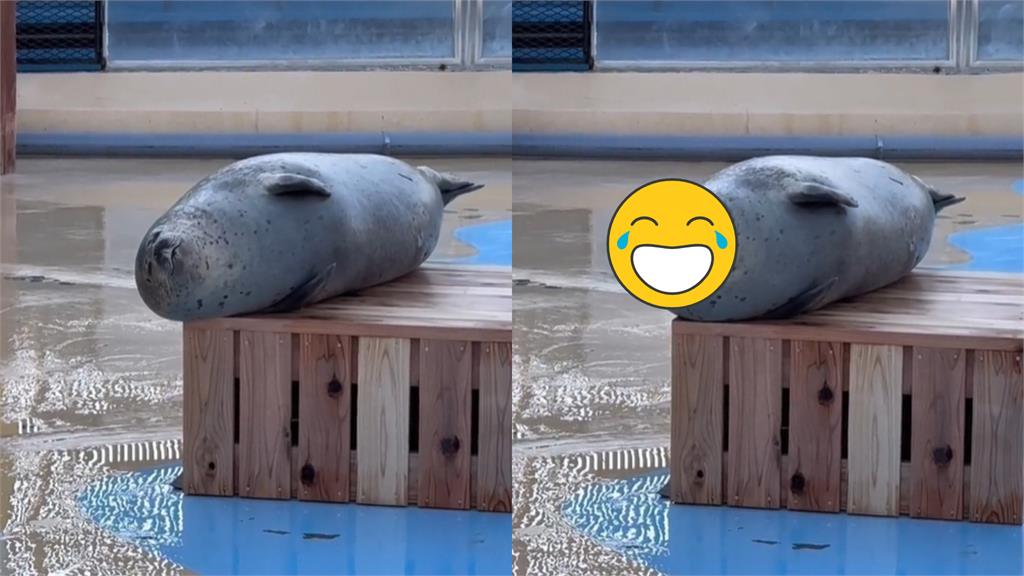 胖海豹平衡力超強!「上班打瞌睡」19秒呆萌片曝
