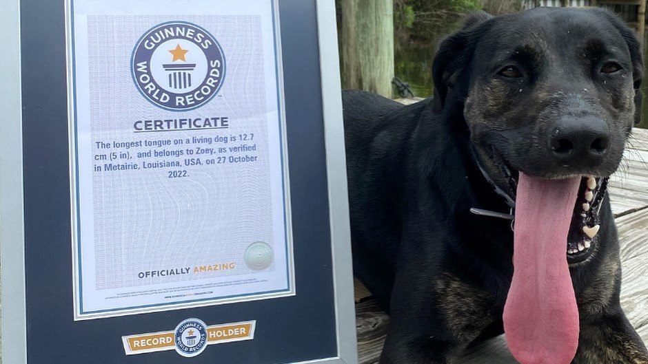 狗界長舌婦!舌長「12.7公分」寫世界紀錄