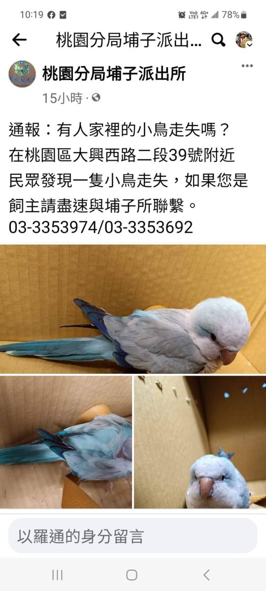 「藍和尚」鸚鵡迷途 警助安置代尋飼主 1496669 scaled