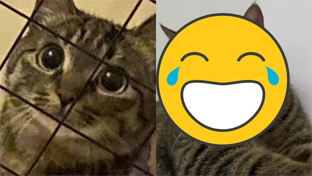 小萌貓偷吃辣醬腫成麵龜!慘變「喵界李榮浩」網笑翻