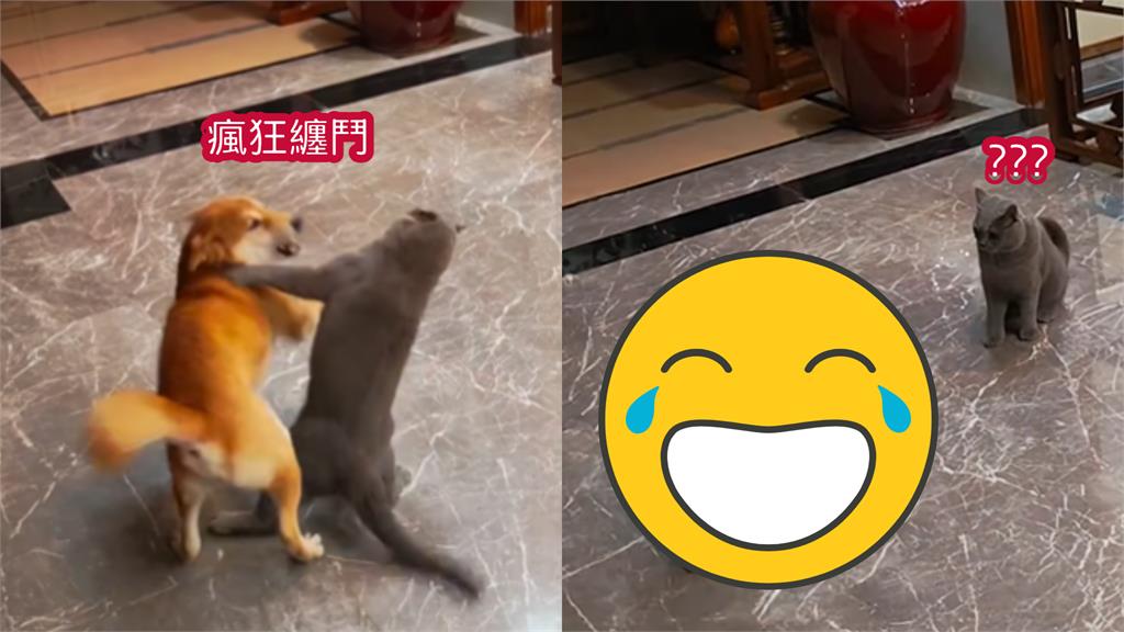 貓狗大戰到一半「柴犬突跳大風車」!貓:我就靜靜的看著你繼續裝