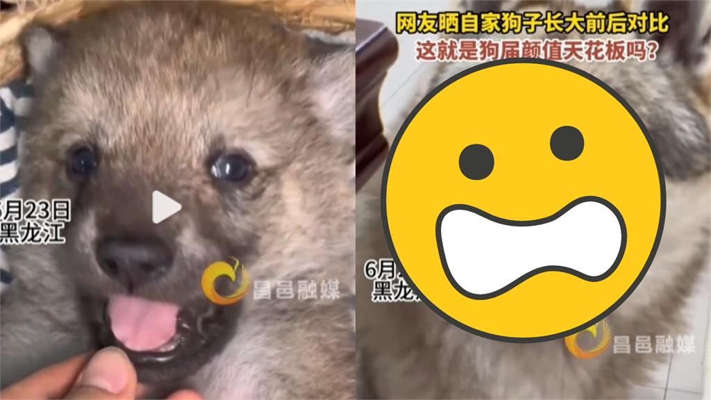 「呆萌奶狗」暴風成長變身大灰狼!真實身分網嚇呆
