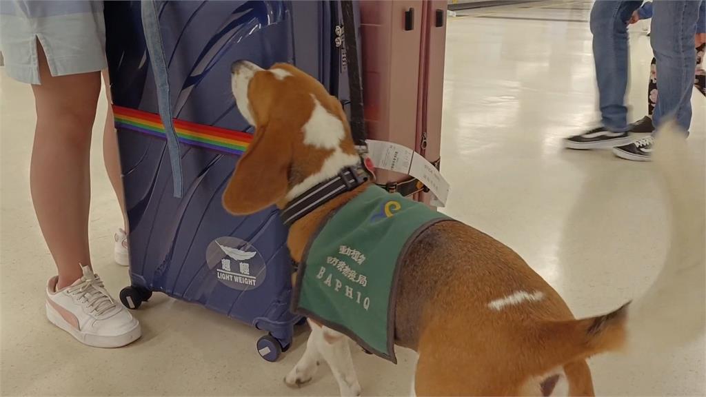 端午節嚴防非洲豬瘟 帶肉粽入境累犯重罰100萬