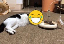 鏟屎官好難當!賓士貓懶碰玩具「托腮鄙視」笑翻網