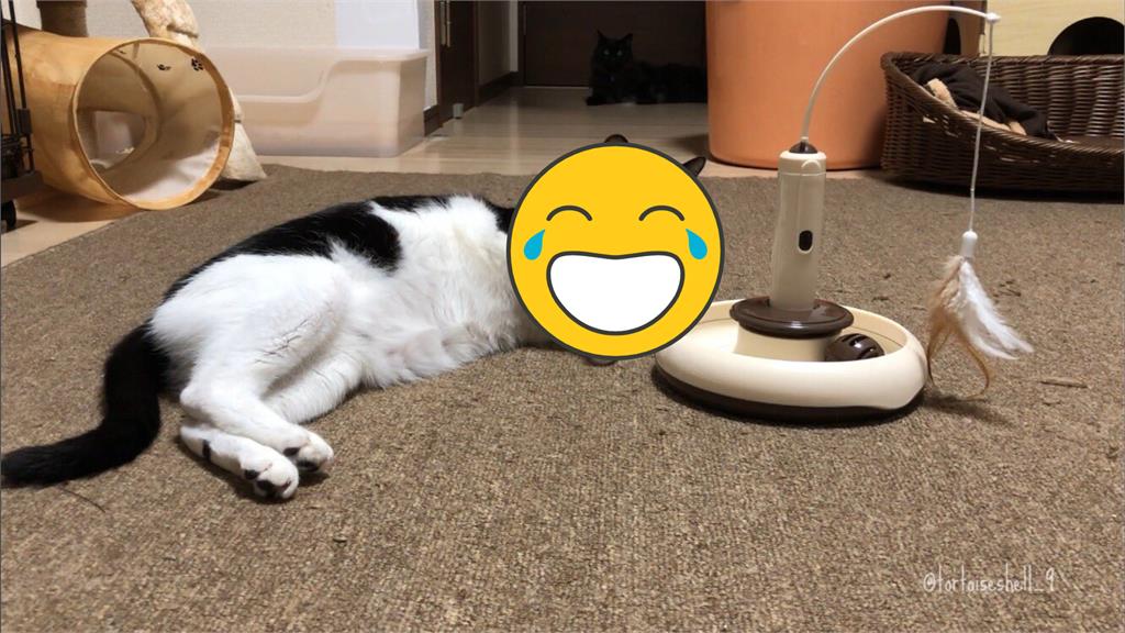 鏟屎官好難當!賓士貓懶碰玩具「托腮鄙視」笑翻網