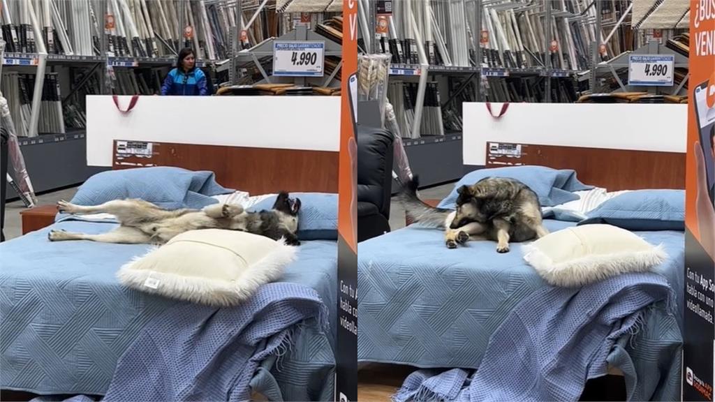 浪浪闖家具行爽躺床墊!翻肚狂滾吸7百萬人瘋看