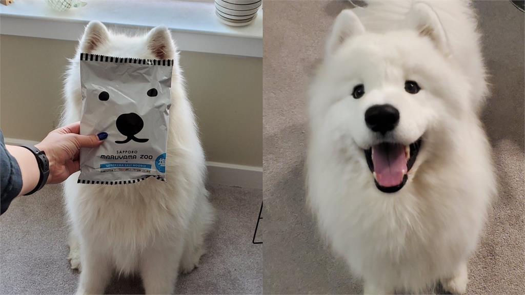 薩摩耶撞臉「白熊拉麵」 包裝!網見對比照被萌翻