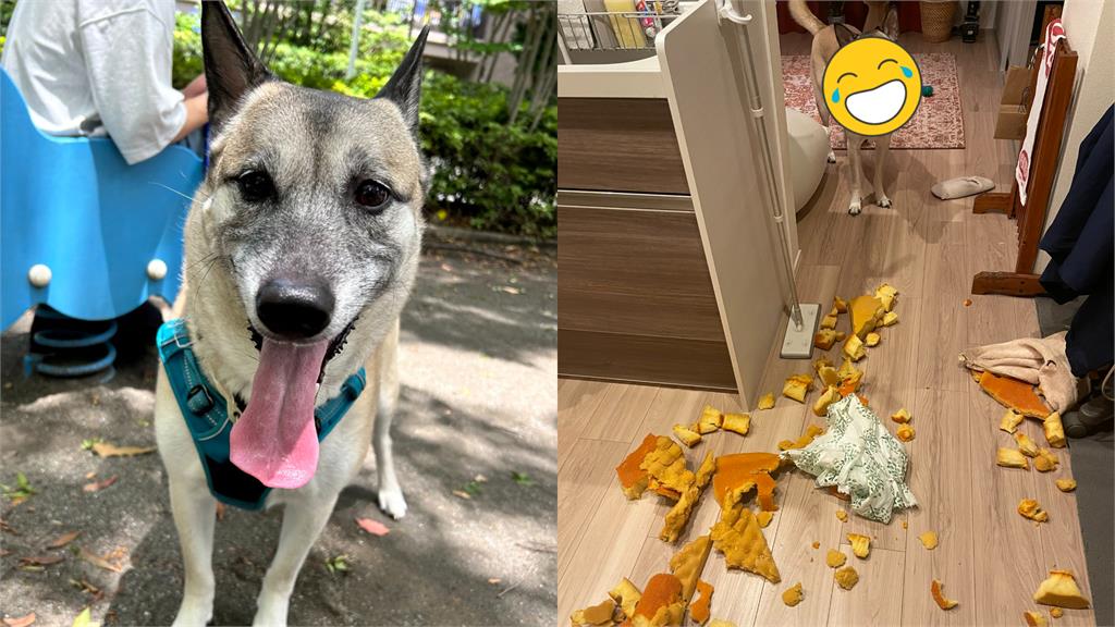 調皮汪半夜「幹大事」露燦笑 超慘災難畫面曝光