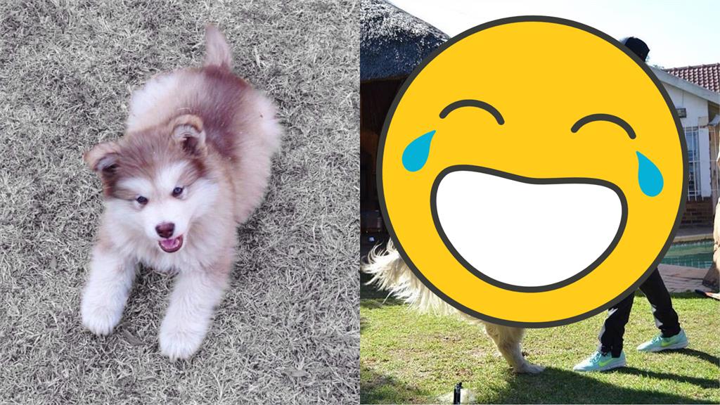 超萌小狗有如娃娃!9個月後「暴風式成長」