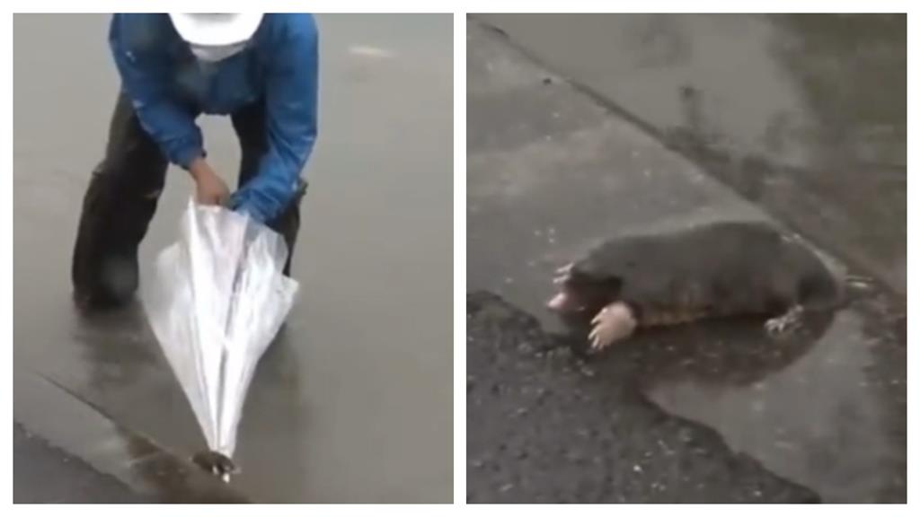 「瞎老鼠」溺水險滅頂!暖男「神救援」感動全網