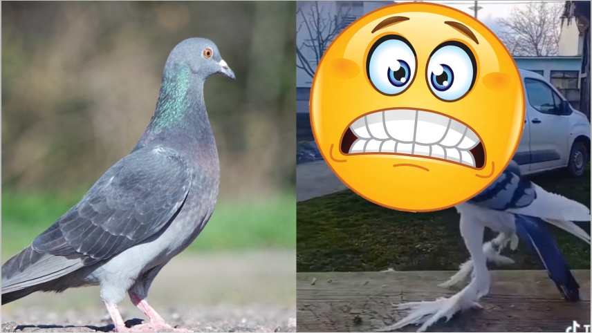 鴿子界的「浩克」！大秀胸肌畫面流出