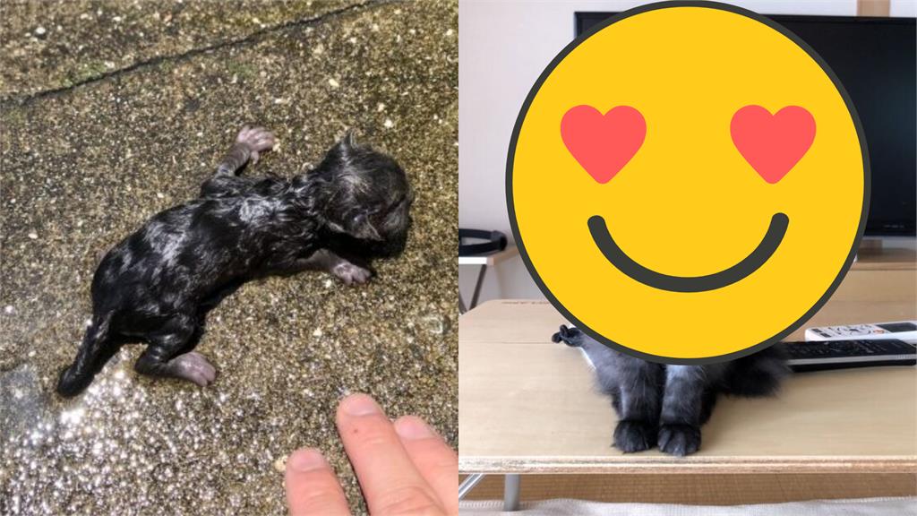 水溝救起髒兮兮小肉塊!收編數年變身「仙氣靈喵」