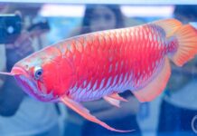 絕美紅龍魚奪世界冠軍!網見「7位數天價」嚇歪