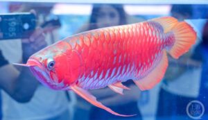 絕美紅龍魚奪世界冠軍！網見「7位數天價」嚇歪