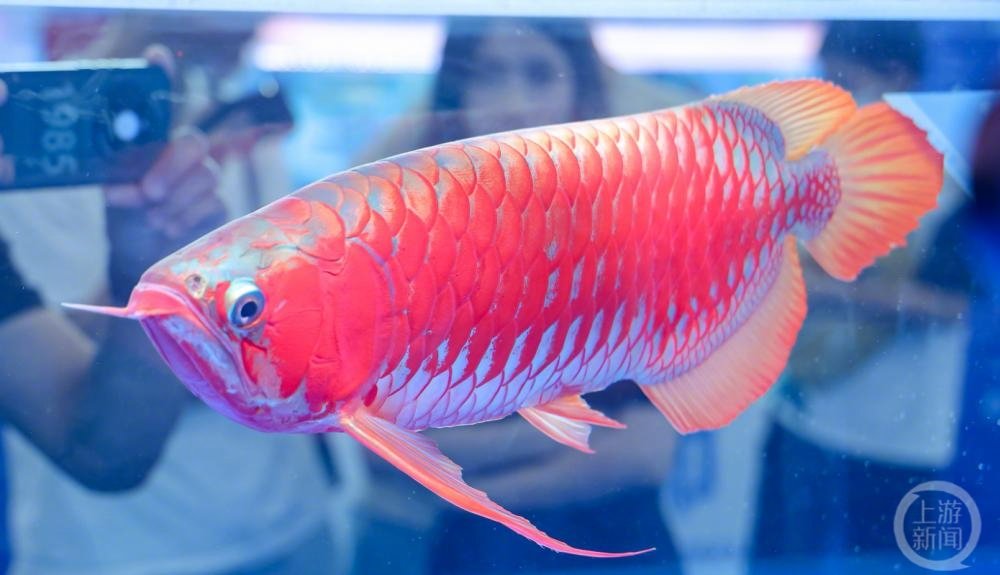 絕美紅龍魚奪世界冠軍!網見「7位數天價」嚇歪