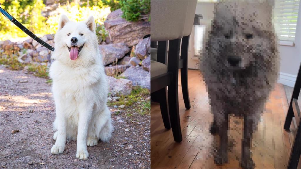 薩摩耶被哈士奇帶去浪!5分鐘變「生無可戀」泥巴汪