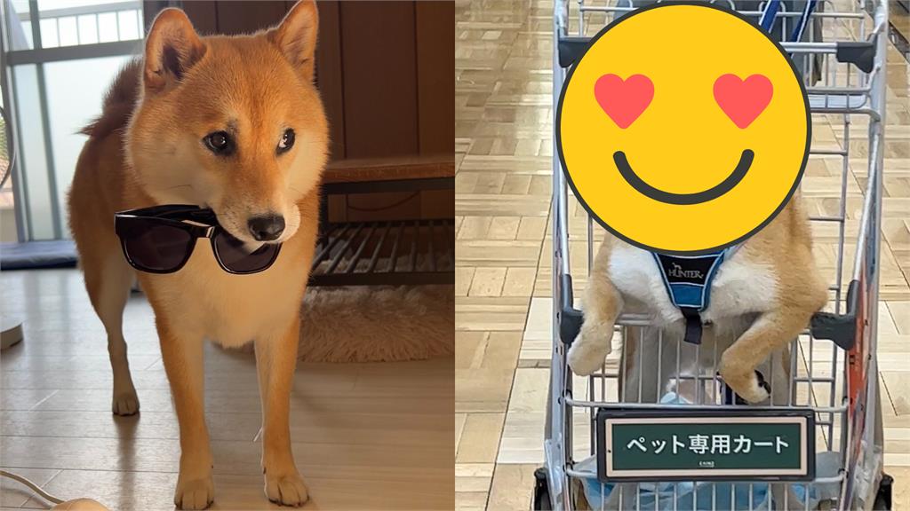 瀟灑柴剪毛激曬驚人顏值!電眼「邪魅一笑」狗粉秒暈