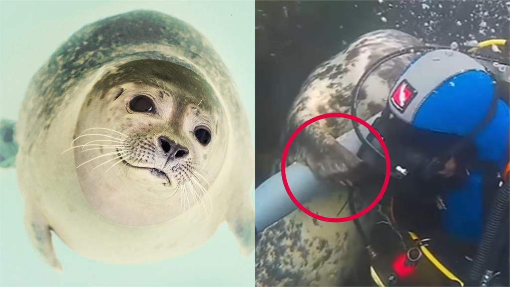 海豹誤認潛水員遇難「小蹼抱緊救援」!治癒畫面曝