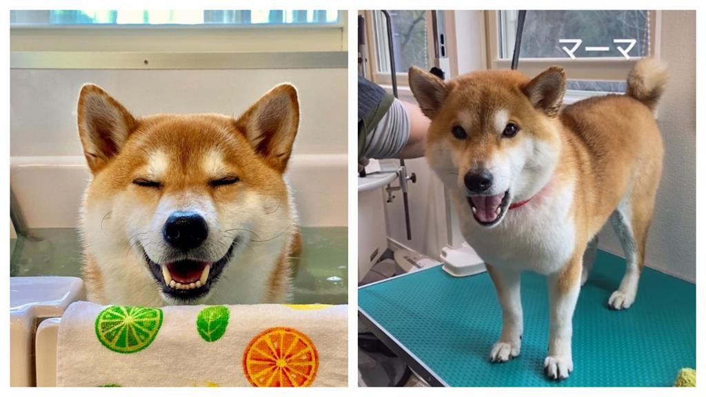 陽光柴怕吹毛…「迸出貓叫聲」委屈求救:媽咪救我!