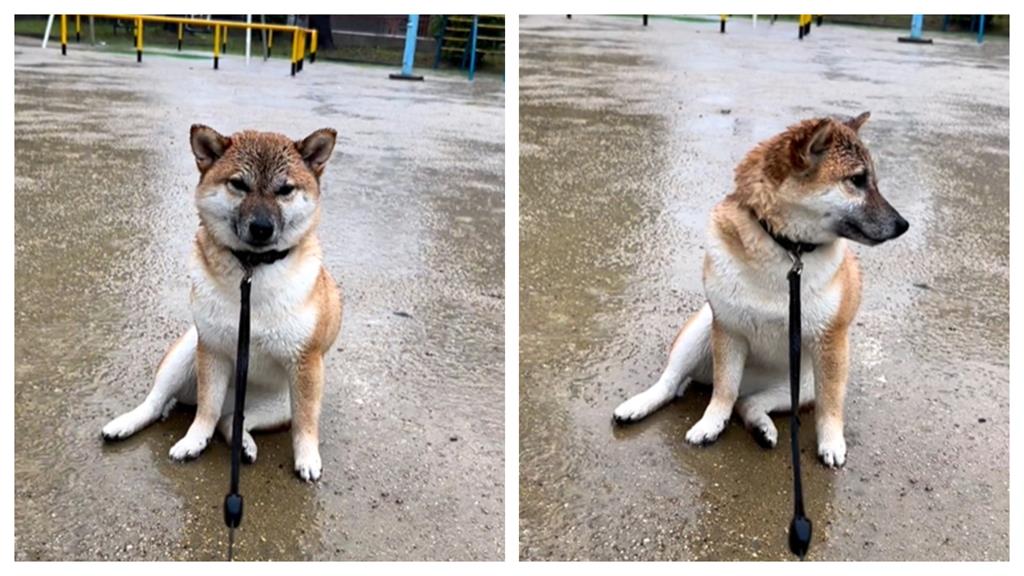 心碎柴柴「獨坐雨中」不肯走!超有戲表情惹心疼