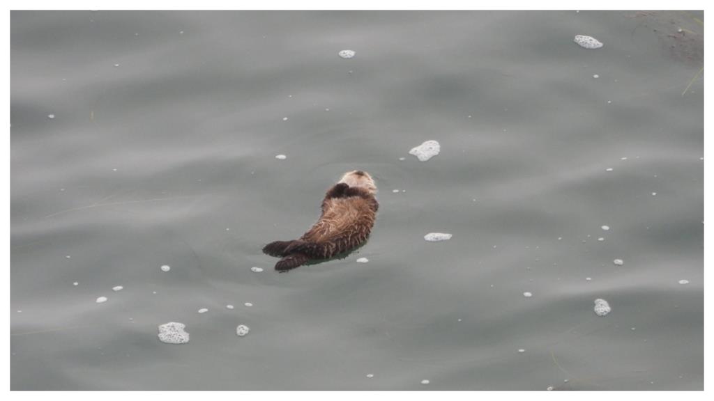 誰家的炸蝦漂走啦?海獺寶寶「翻肚睡死」融化百萬人