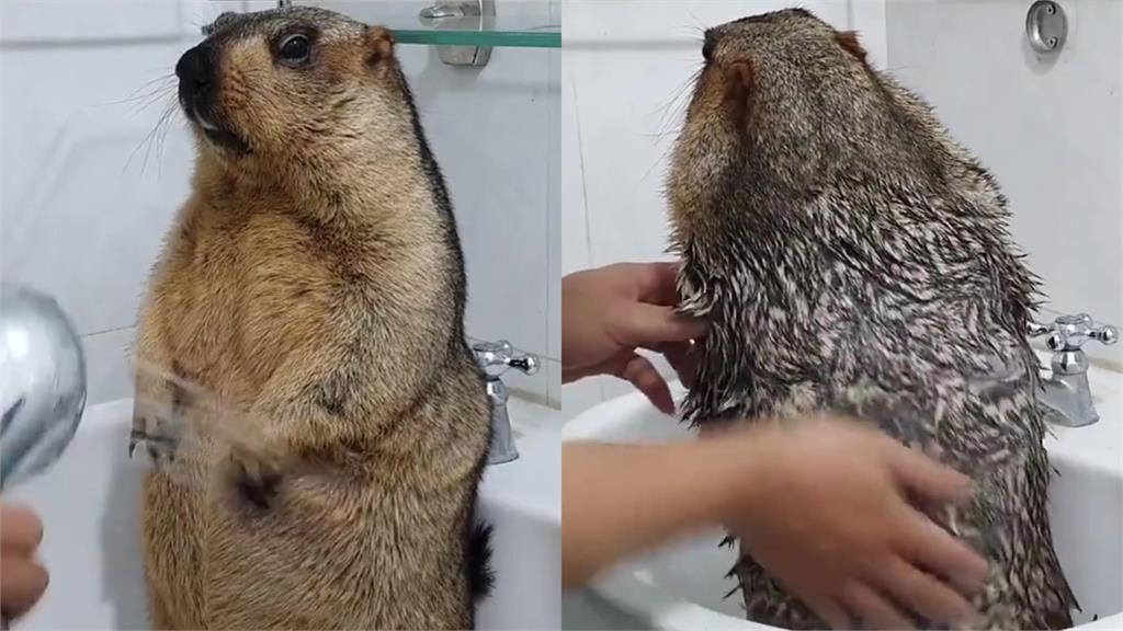 土撥鼠洗澡嚇到不敢動!全程定格片萌翻網:乖慘了