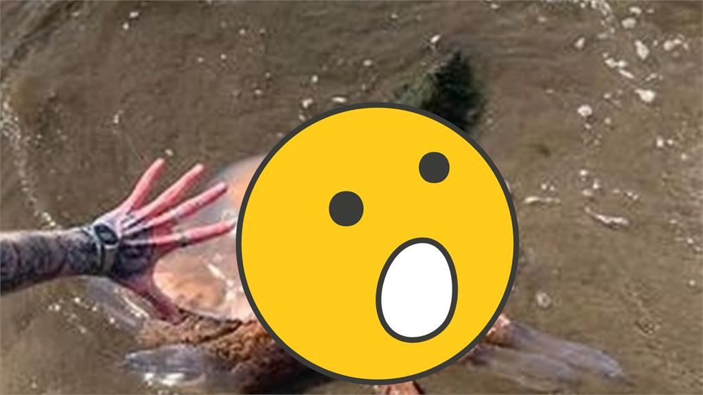 海灘驚見「巨型水母」 專家警告:死了也有毒!