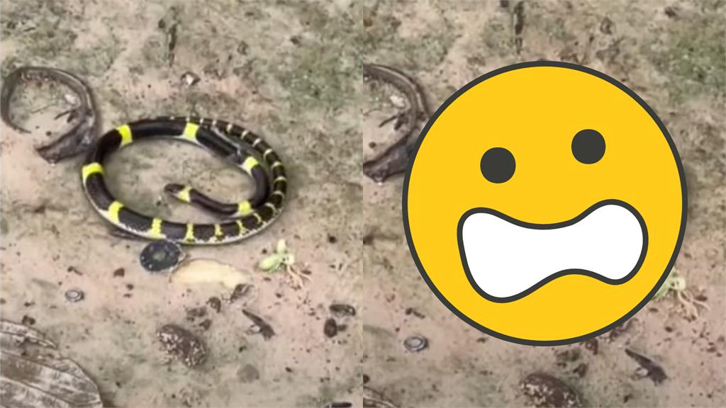 泰國蛇神廟驚見「霓虹燈蛇」閃爍!顯靈片瘋傳