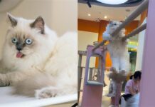 貓咪「勇健上臂」神速盪雙槓!網呆:綜藝大集合?