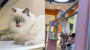 貓咪「勇健上臂」神速盪雙槓！網呆：綜藝大集合？