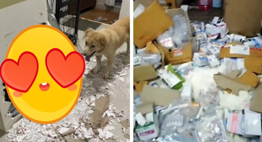 拆家不夠看!金毛汪「連醫院都拆」災難現場曝光