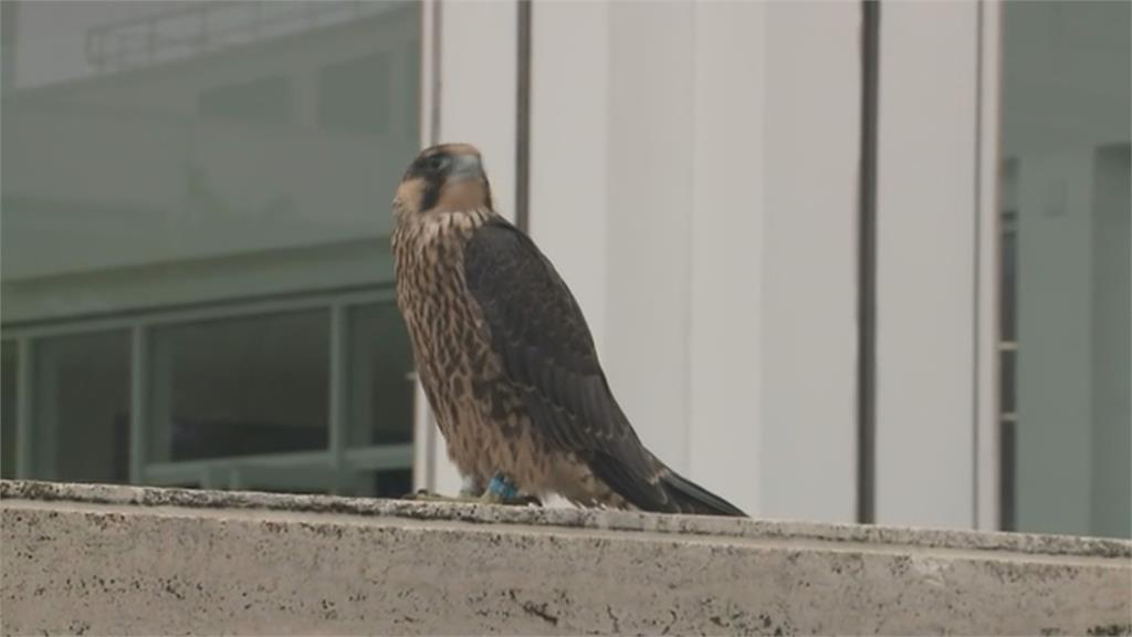 搶救都市迷路「鷹」兒 2幼鳥驚嚇表情全被捕捉