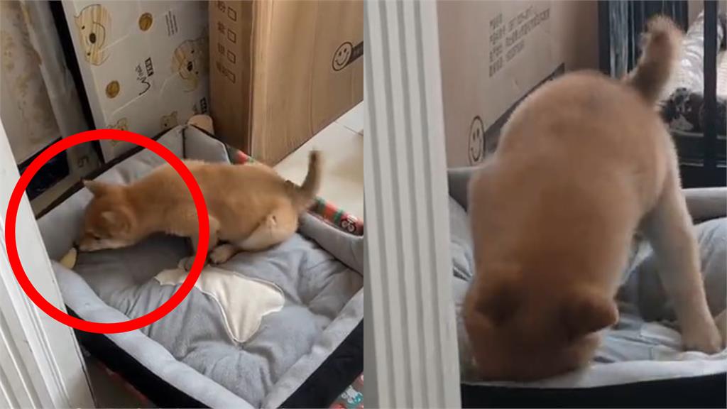 柴犬藏食物遭飼主偷扔！進化挖掘機秀「拆家式搜索」