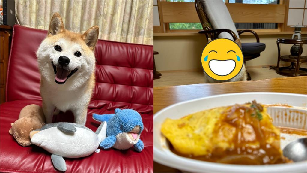 飼主吃蛋包飯!萌柴聽1句「燦笑→惡煞臉」:耍我?