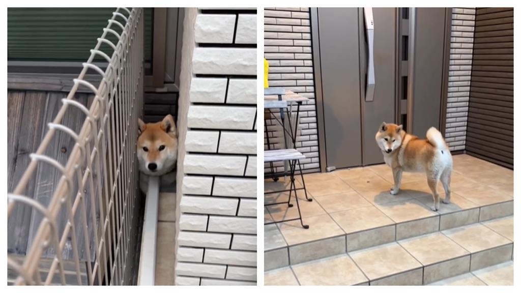 戲精柴「無助卡縫隙」嚇壞媽媽!下秒輕鬆爬出網全傻