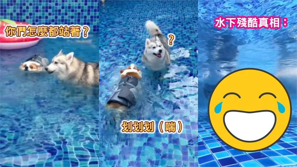 大狗泳池泡腳超涼!柯基短腿狂划超困惑畫面曝