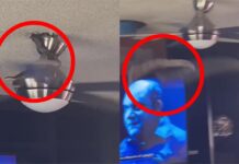 天花板吊扇驚見巨蛇盤據!下秒凌空襲來萬網嚇壞