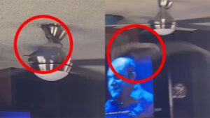 天花板吊扇驚見巨蛇盤據！下秒凌空襲來萬網嚇壞