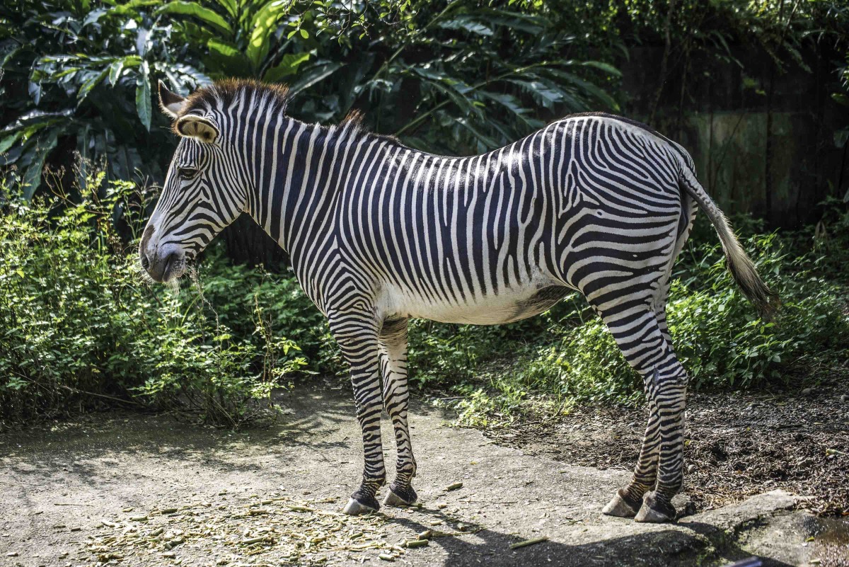 增加斑馬、小貓熊物種遺傳多樣性 動物園赴日本交流 保育等級瀕危的格列威斑馬