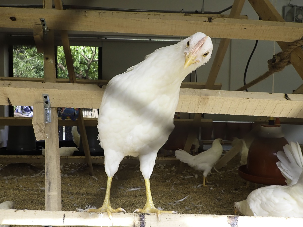 動物園百人立蛋挑戰報名開跑 端午節體驗DIY、逛市集 動物園將提供「快樂雞莊」所生產的「福利蛋」讓民眾挑戰立蛋