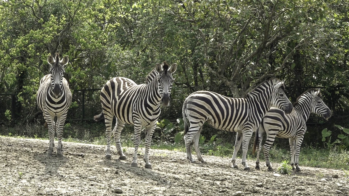 增加斑馬、小貓熊物種遺傳多樣性 動物園赴日本交流 園區查普曼斑馬皆已來到面臨近親繁殖及個體老化壓力