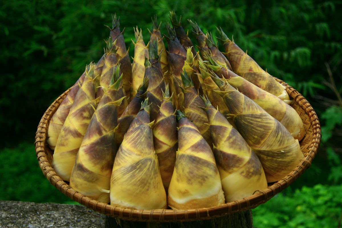 復興區公所綠竹筍生活節6/24熱情登場 品嘗在地新鮮風味