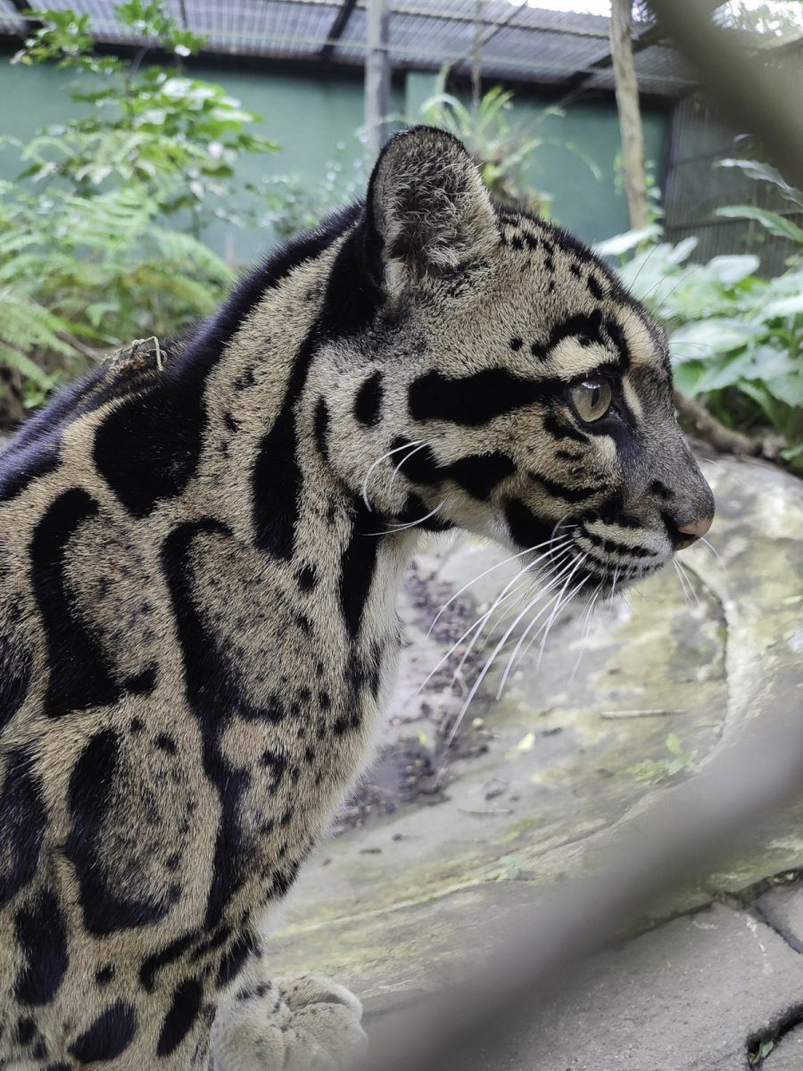 雲豹「Suki」結束半年寄宿旅程 今重返臺灣動物區和大家見面（羅君偉攝） scaled