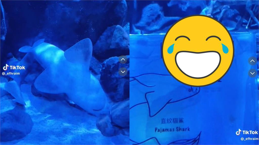 水族館鯊魚翻肚沉水底!遊客全嚇壞 背後真相曝