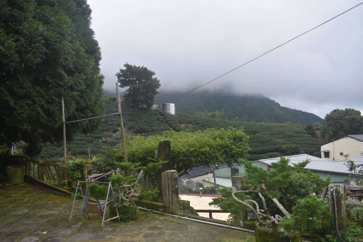 副刊/隱身山林 有機段木香菇飄香雲霧間之二:外人吃不到的滋味 0704副刊山村伊倪思提供
