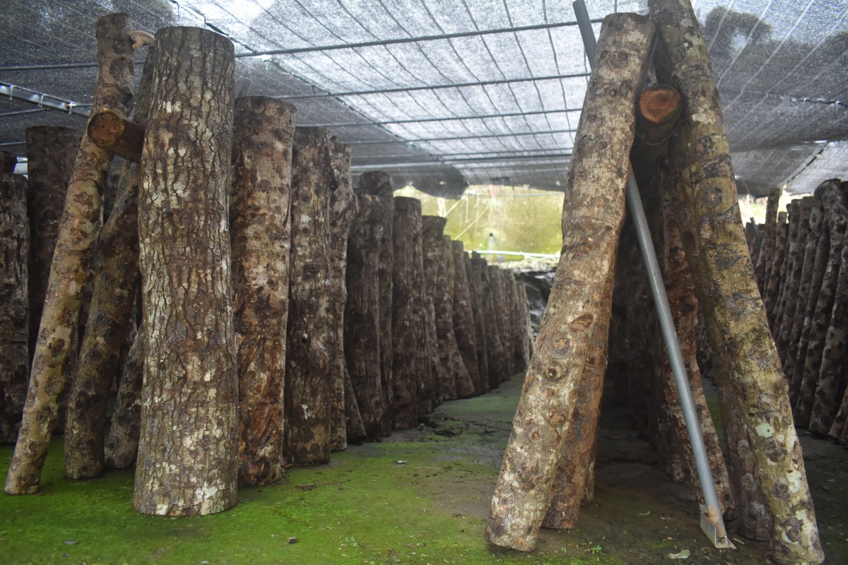 副刊/隱身山林 有機段木香菇飄香雲霧間之三:一整年的苦力活