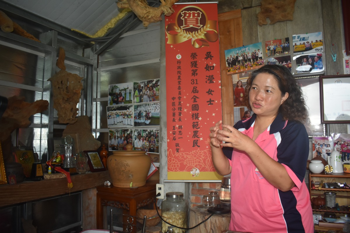 副刊/隱身山林 有機段木香菇飄香雲霧間之四:雲朵似的猴頭菇
