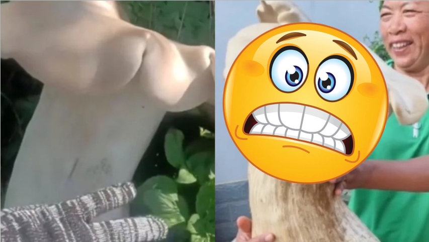 蘑菇界「巨人族」!中國挖到重達3.2公斤巨菇